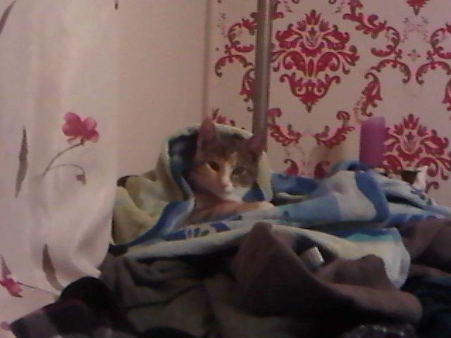 Huskat Tøs billede 1