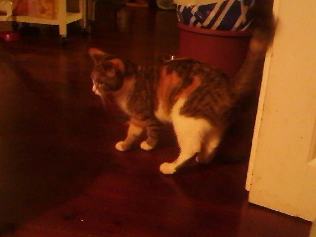 Huskat Tøs billede 2