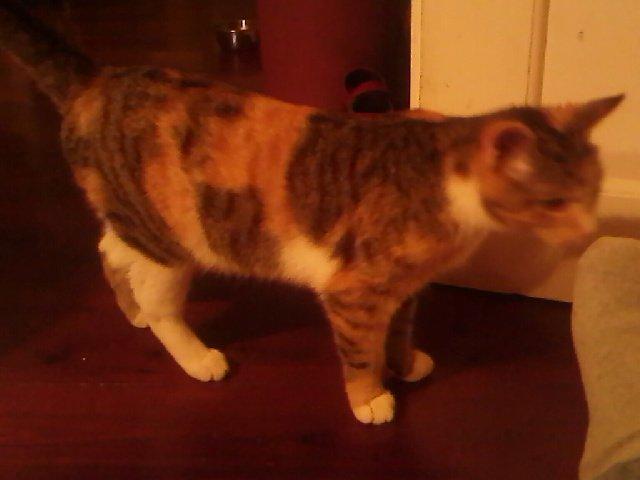 Huskat Tøs billede 3