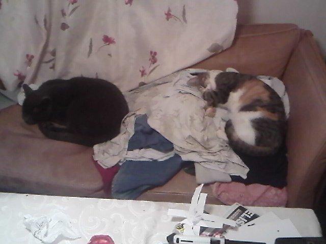 Huskat Tøs billede 4