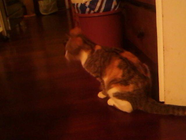 Huskat Tøs billede 5