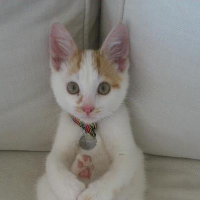 Huskat Eddi - Eddi 6 mdr. billede 1