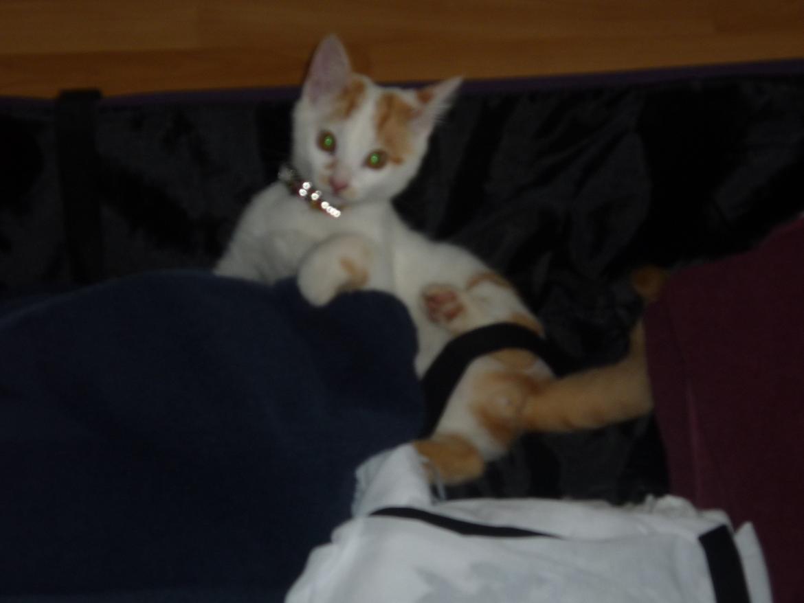 Huskat Eddi billede 2