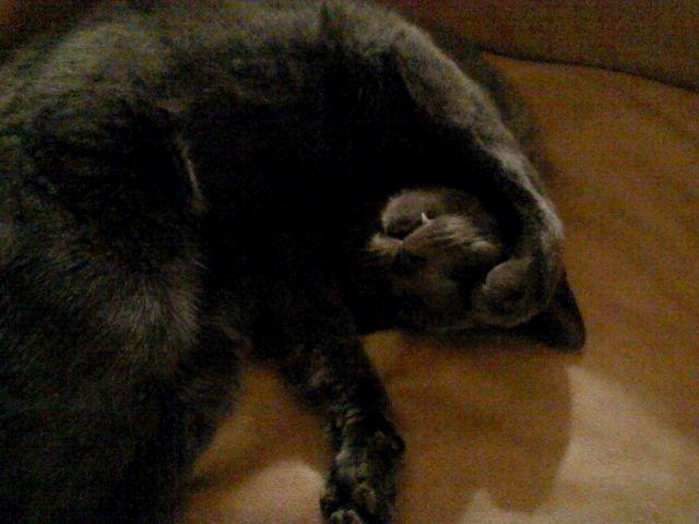 Huskat Laban billede 1