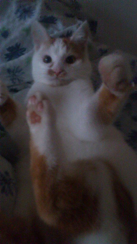 Huskat Eddi billede 4