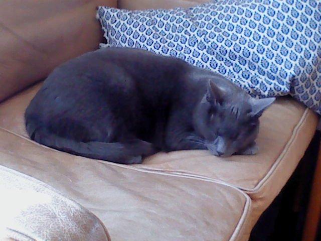 Huskat Laban billede 2