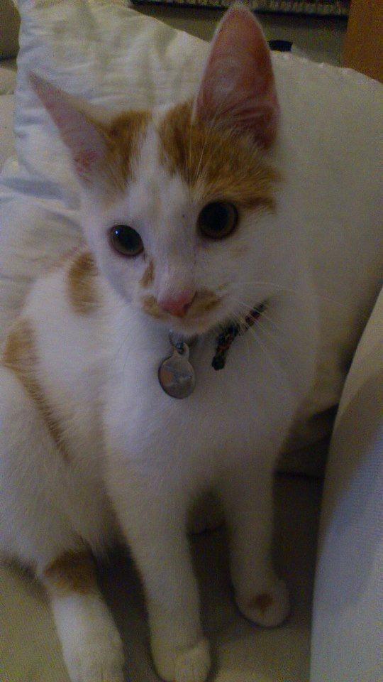 Huskat Eddi billede 5