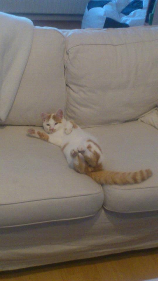 Huskat Eddi billede 6