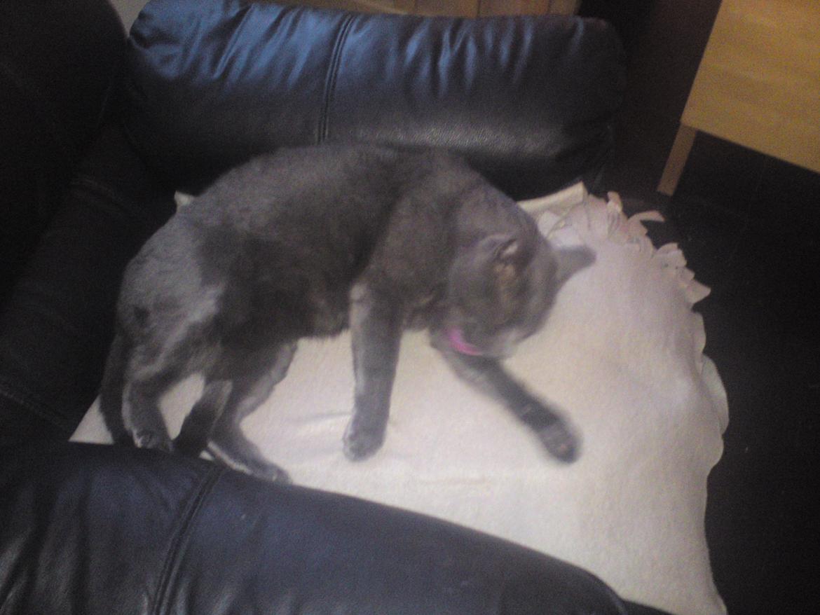 Huskat Laban billede 3