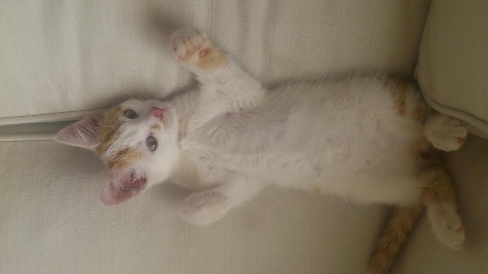 Huskat Eddi billede 7