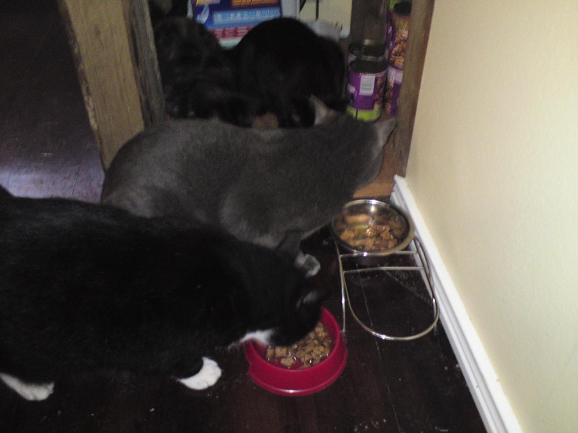 Huskat Laban billede 4