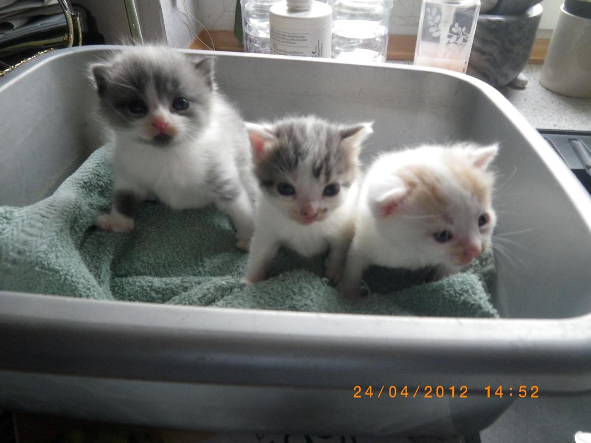 Huskat Eddi billede 8