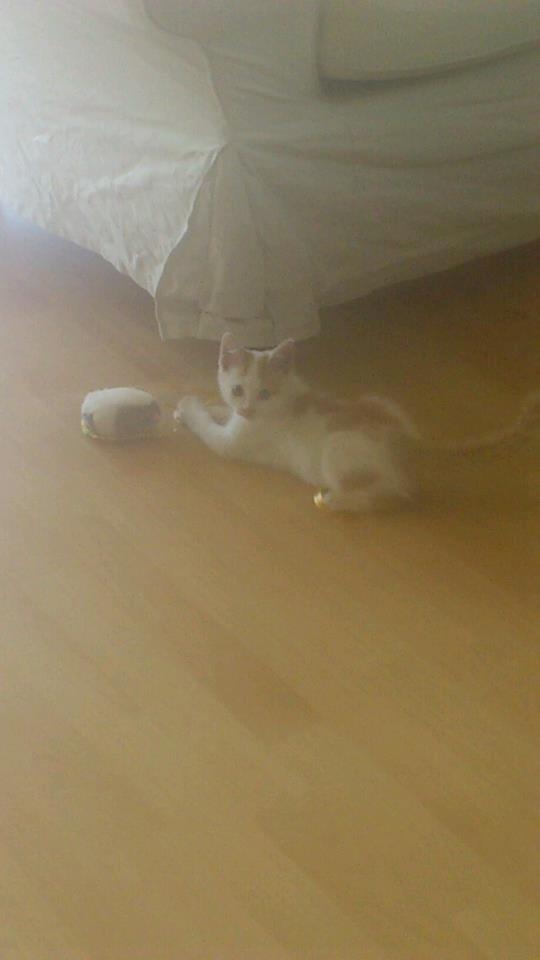 Huskat Eddi - eddi ti uger billede 9