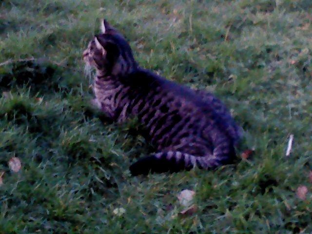 Huskat Marco billede 1