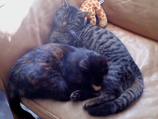 Huskat Marco - ligger og nyder en solståle med min halv søster billede 2