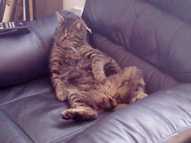 Huskat Marco - Tv er det bedste helst animail planet billede 3