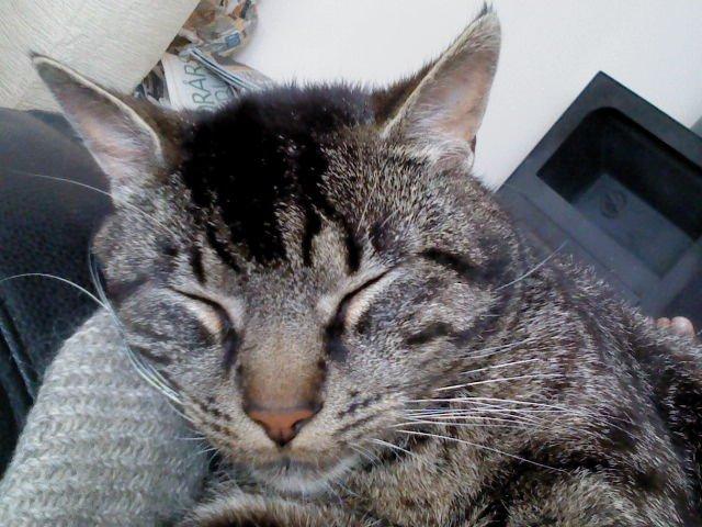 Huskat Marco billede 4