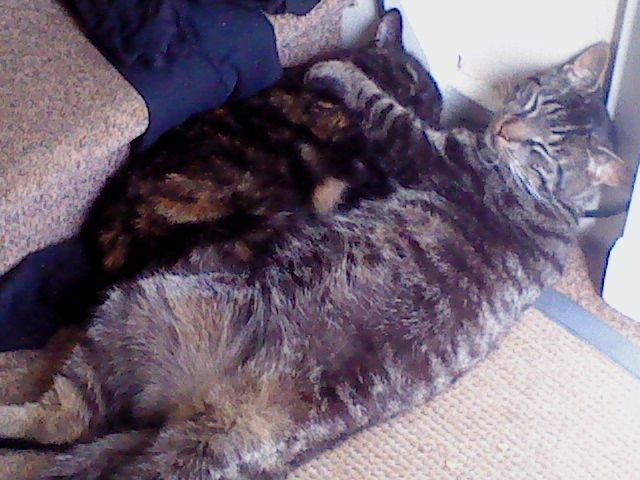 Huskat Marco - det samme her men denne gang under trappen.( søster  har fået nyt hjem  billede 5