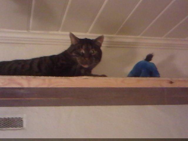 Huskat Marco billede 6