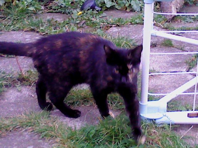 Huskat Mimse billede 1