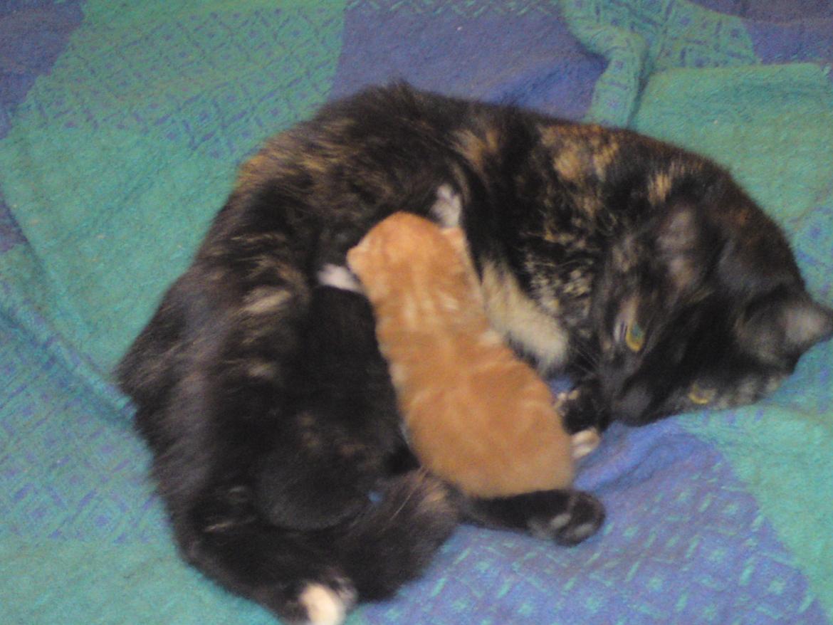 Huskat Mimse - her ligger jeg med mor og brormand billede 3