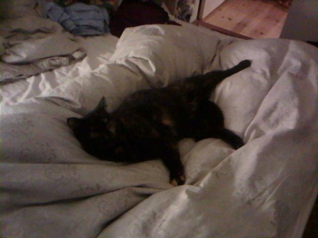 Huskat Mimse - sådan ligger jeg næsten altid billede 4