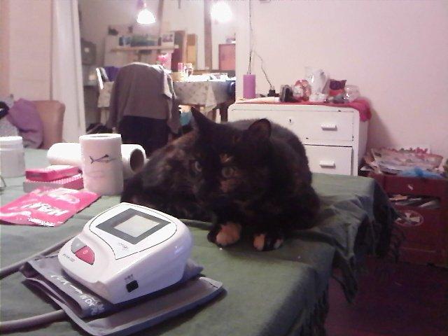 Huskat Mimse - så er den gal igen! hvor længe går det? her må jeg jo ikke være. billede 5