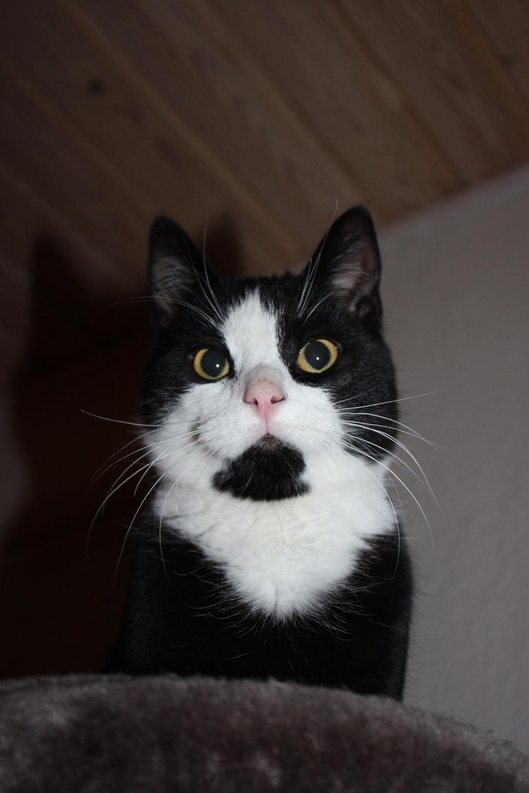 Huskat Manse billede 1