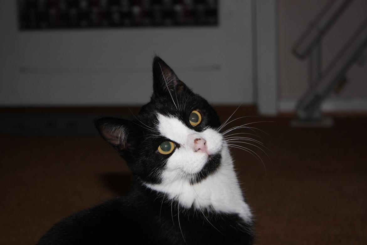 Huskat Manse billede 2