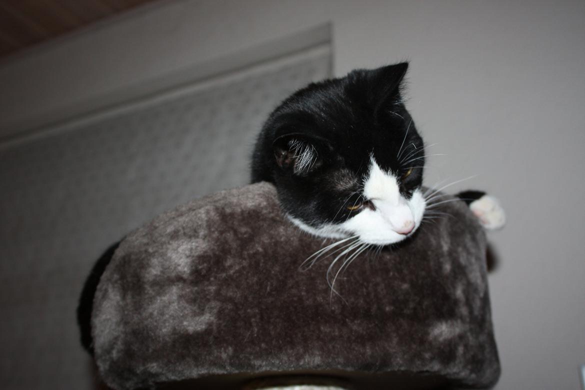 Huskat Manse billede 3