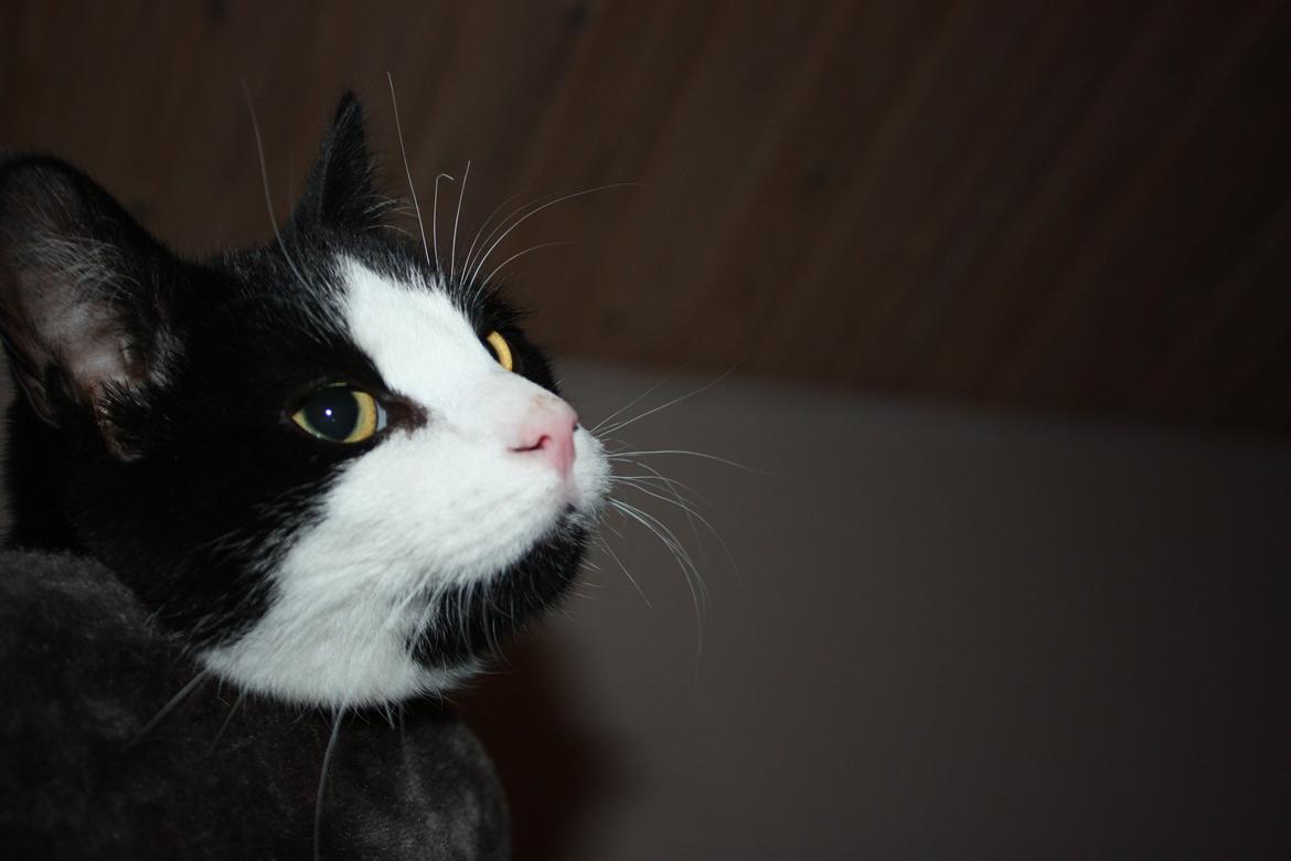 Huskat Manse billede 4