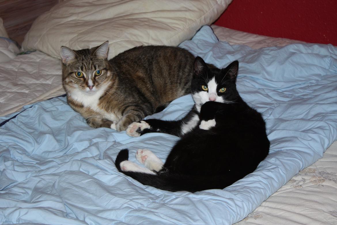 Huskat Manse billede 5