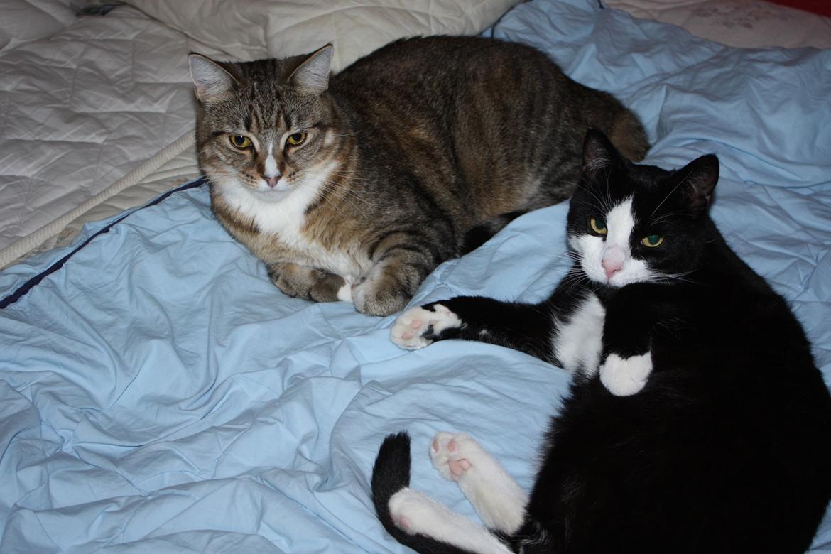 Huskat Manse billede 6