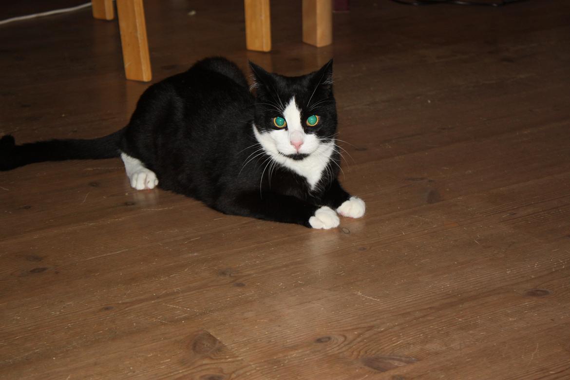 Huskat Manse billede 7