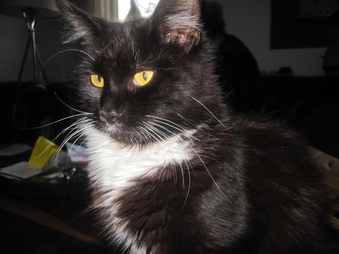 Maine Coon Sorte billede 5