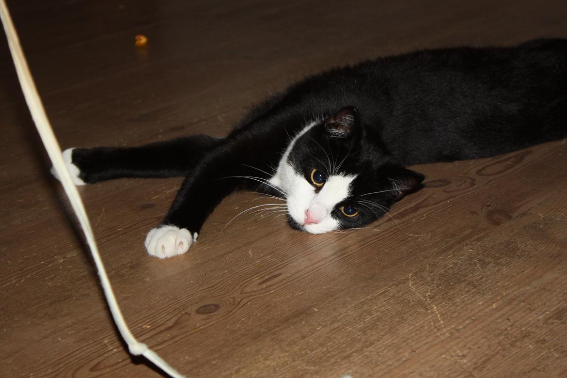 Huskat Manse billede 8