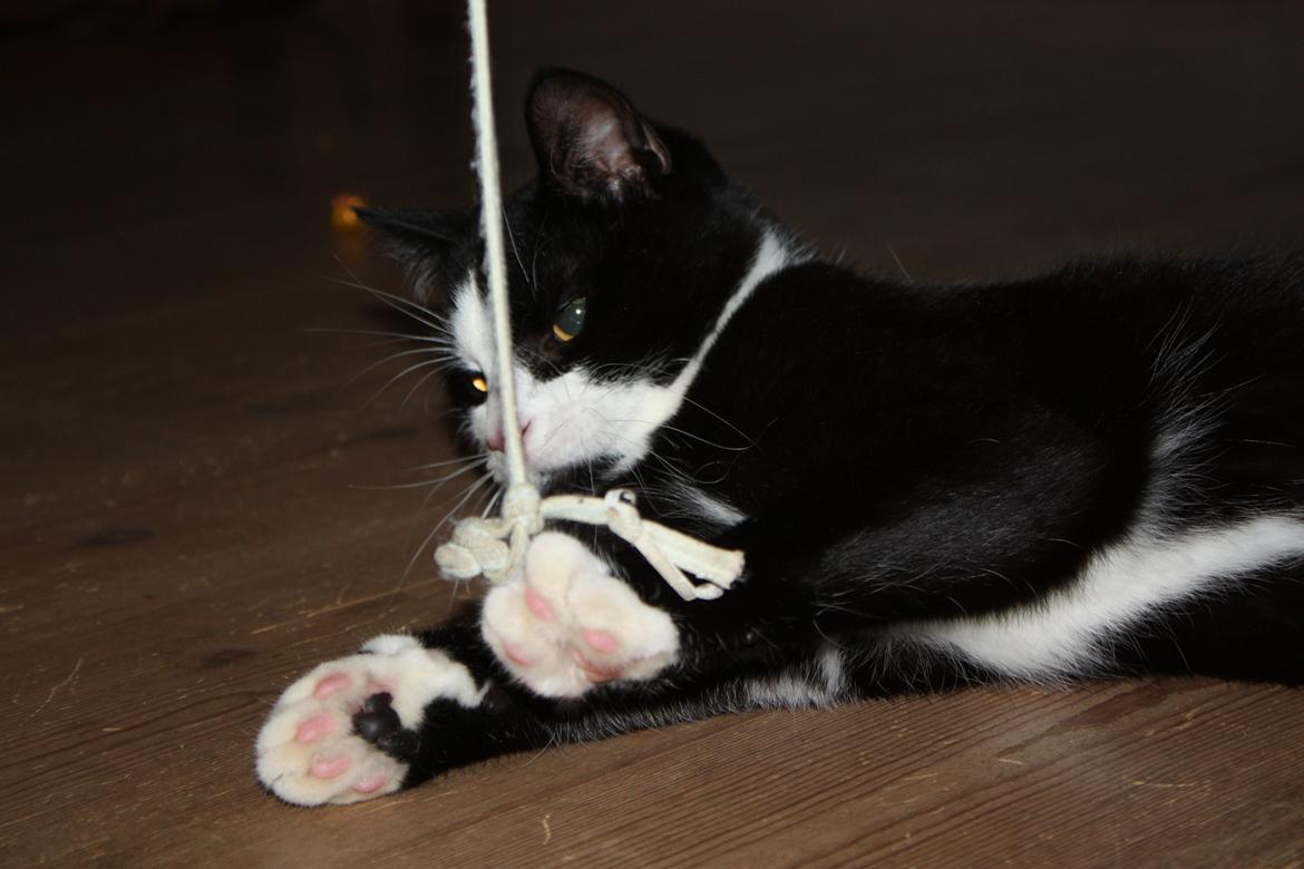 Huskat Manse billede 9