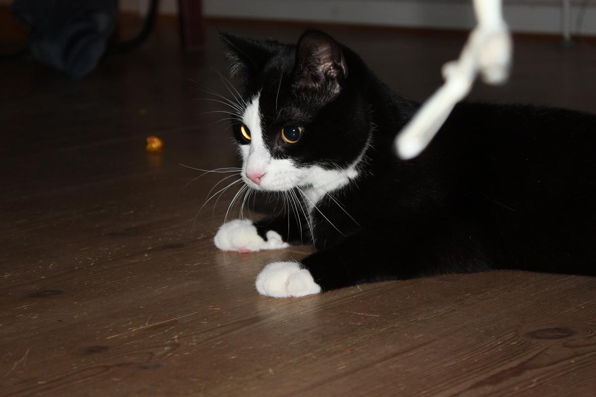 Huskat Manse billede 10