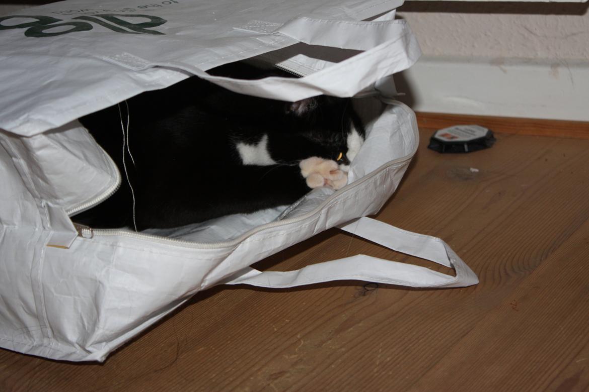 Huskat Manse billede 11