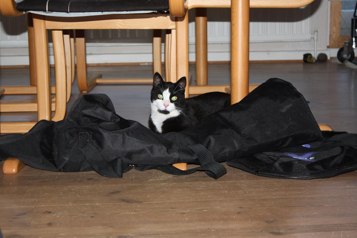 Huskat Manse billede 12