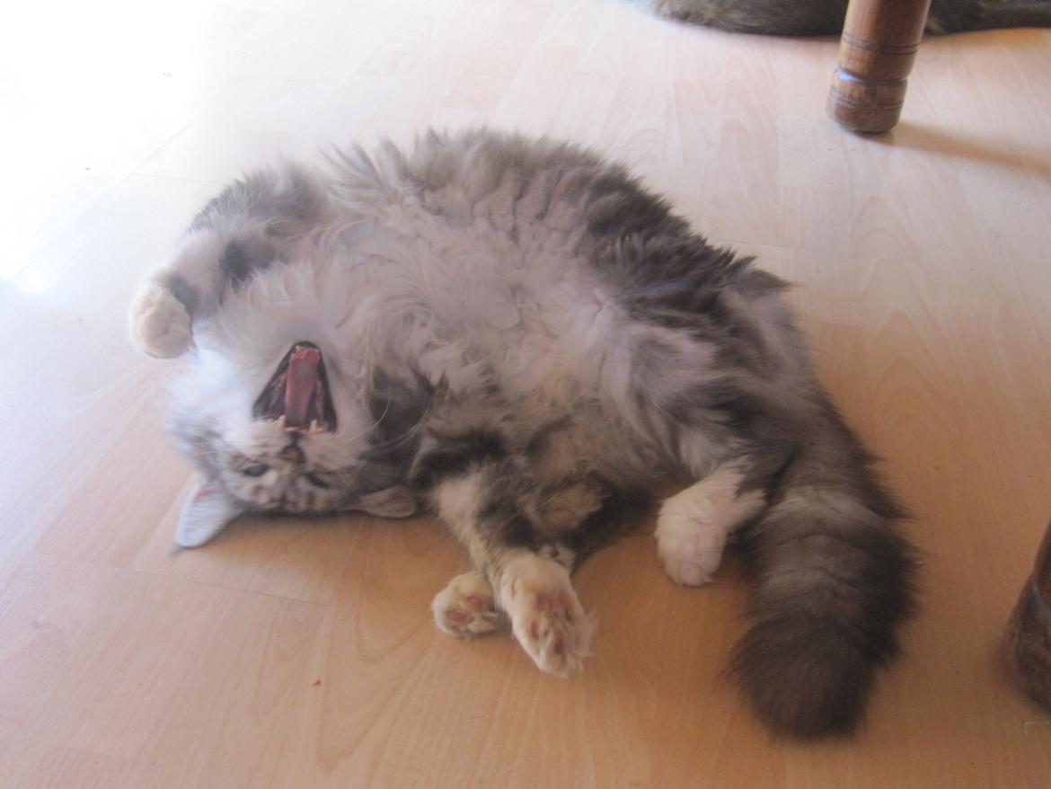 Maine Coon barco billede 8