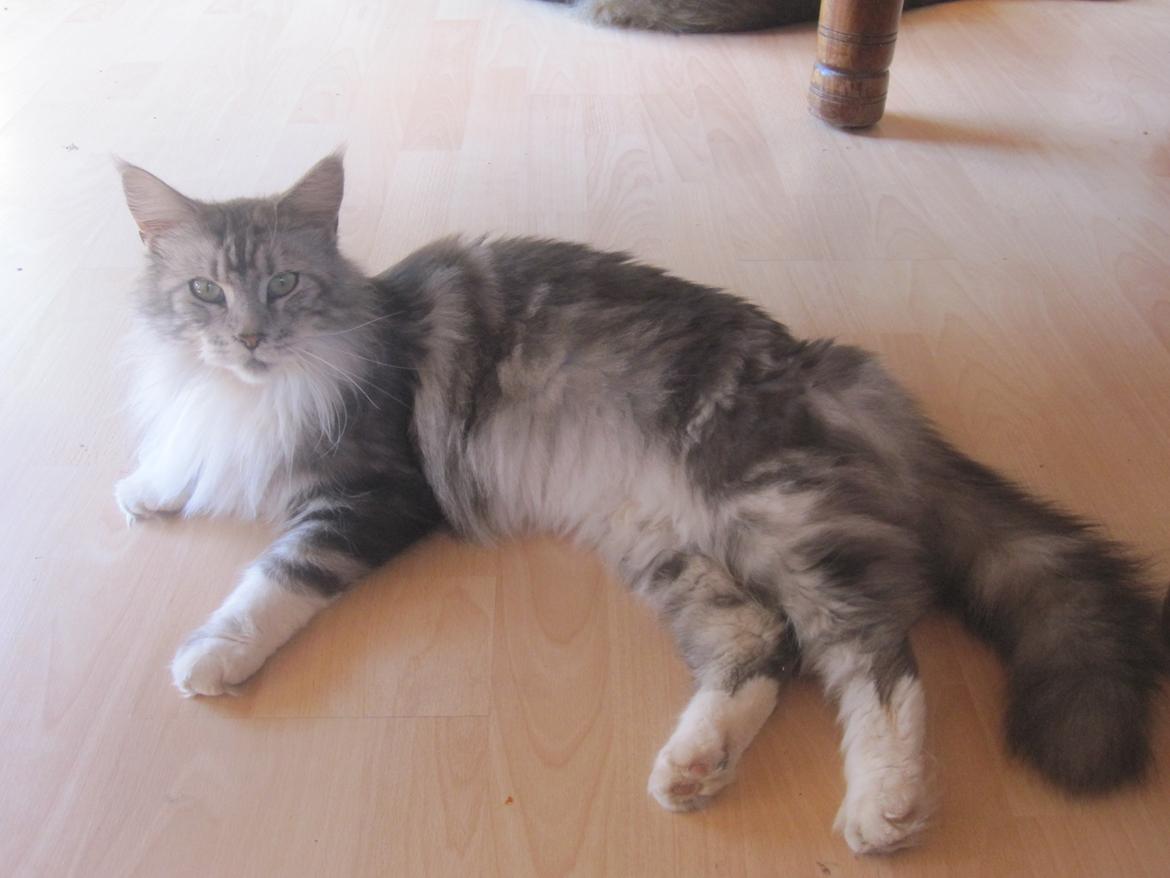 Maine Coon barco billede 9