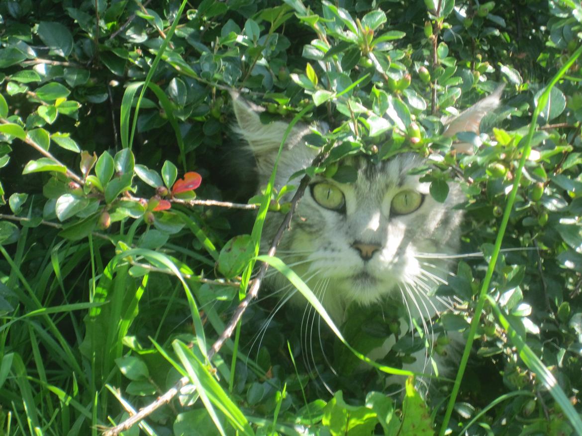 Maine Coon barco billede 10