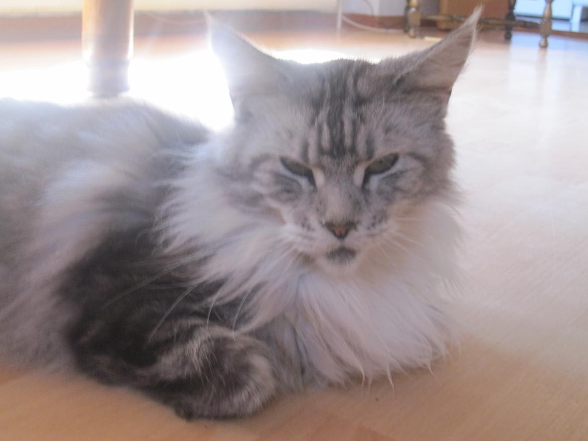 Maine Coon barco billede 11