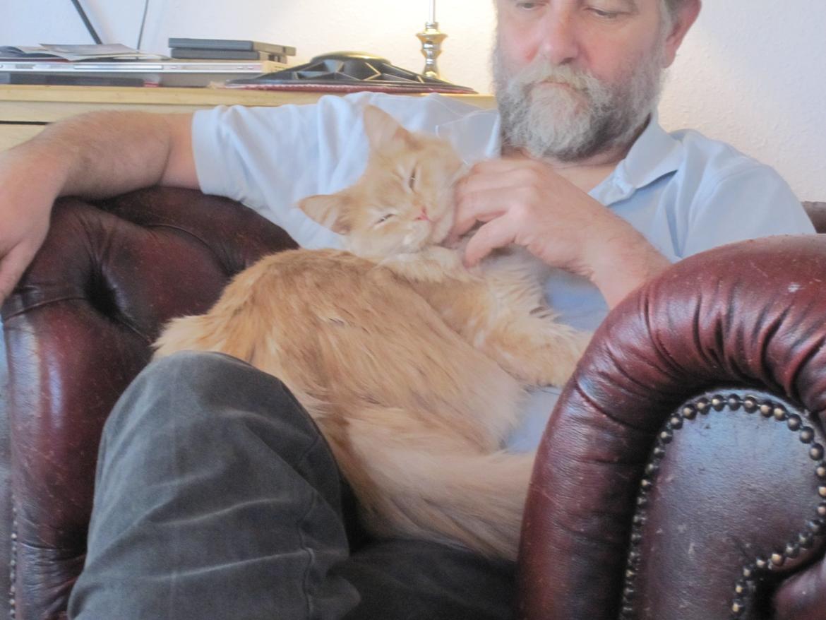 Maine Coon Oliver - Oliver 13 mdr billede 11