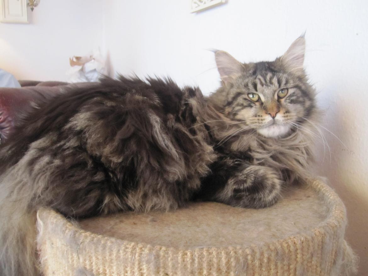 Maine Coon Buster Larsen - 7mdr billede 1