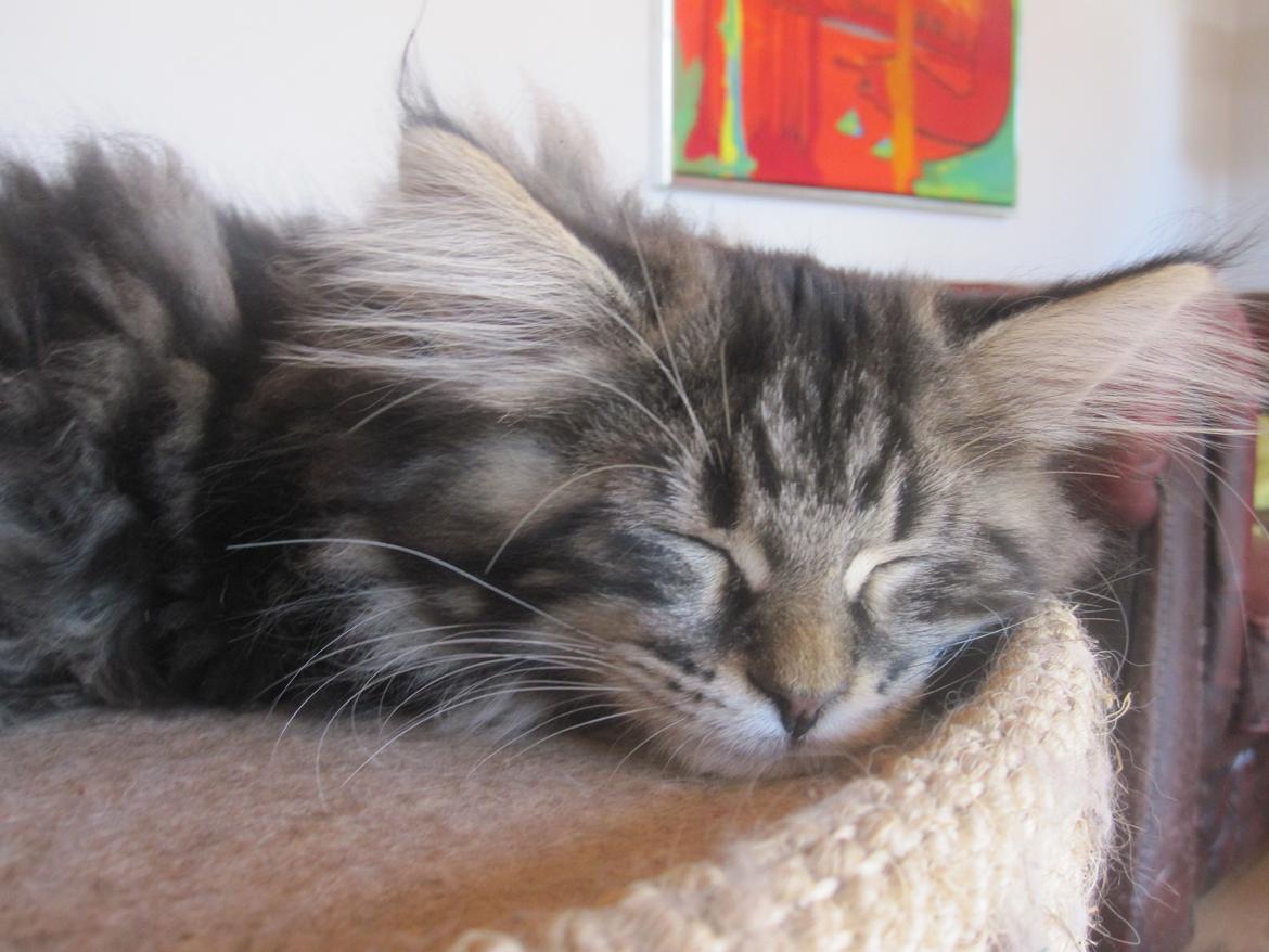 Maine Coon Buster Larsen - 12 uger...lige kommet hjem til os billede 2