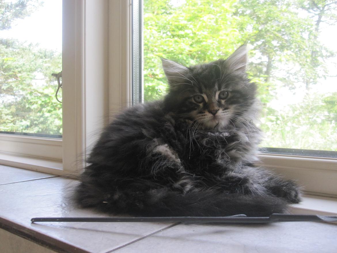 Maine Coon Buster Larsen - 7-8 uger ... stadig hos avler billede 3