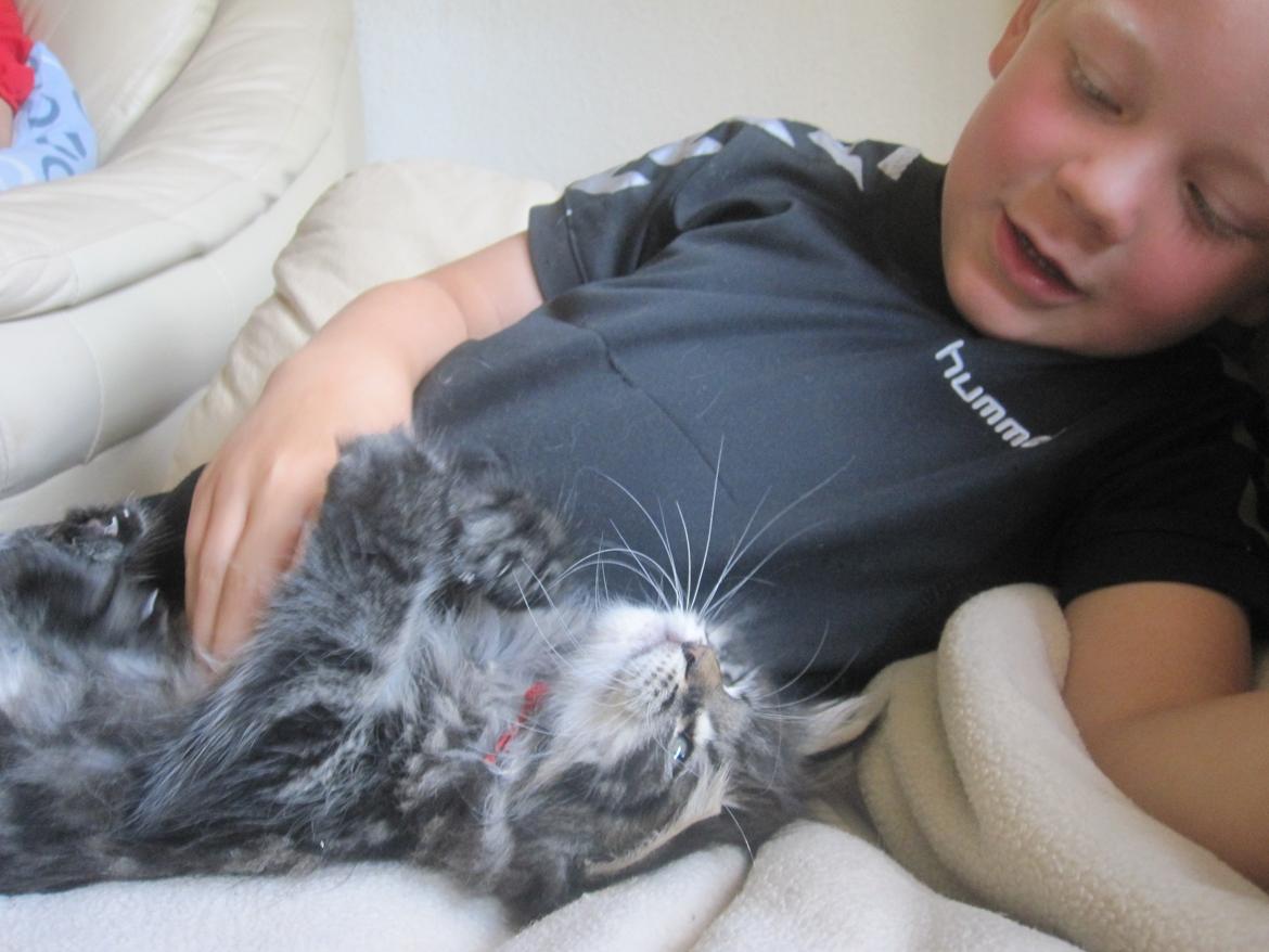 Maine Coon Buster Larsen - 7-8 uger... nede og se ham hos avler  billede 4