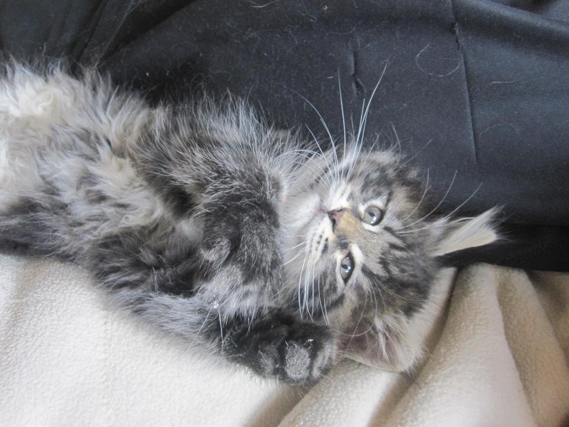 Maine Coon Buster Larsen billede 5